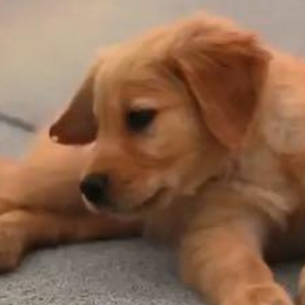 Meet your Posher, Nadia